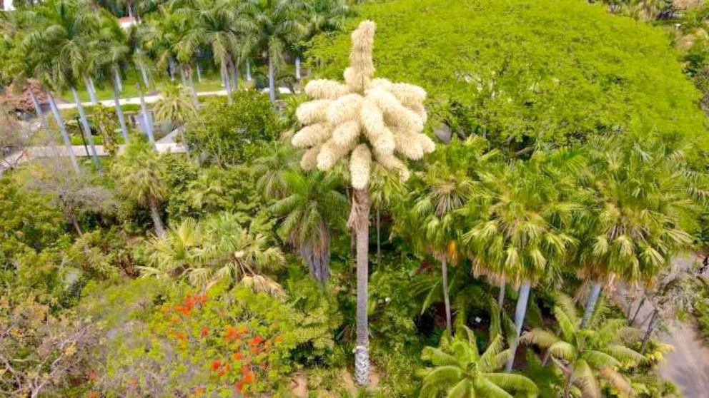El justo florecerá como la palmera - Salmo 92:12-14 entreCristianos palmera en flor