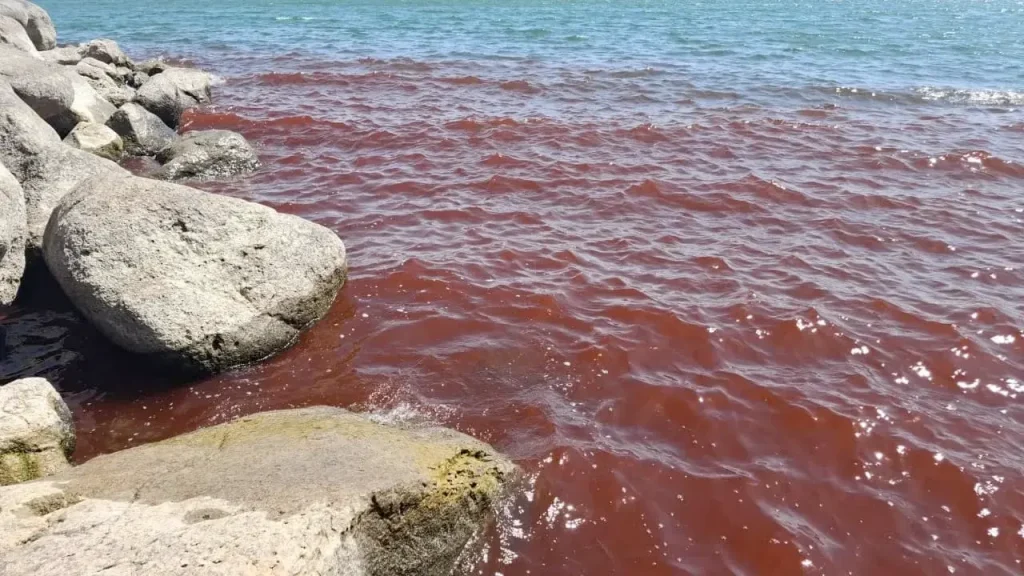 Mar de Galilea sorprende al mundo tras teñirse de rojo